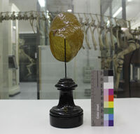 Collezione di Anatomia degli Animali Domestici