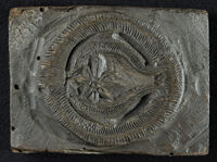 Pesci - Delphini duo incurvi dorso repando ex antiquissimo numismate, Gesner