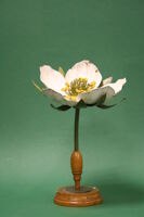 Modello di fiore (famiglia Rosaceae)