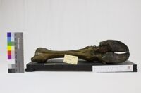 Collezione di Anatomia Patologica e Teratologia Veterinaria