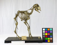 Collezione di Anatomia Patologica e Teratologia Veterinaria