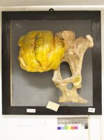 Collezione di Anatomia Patologica e Teratologia Veterinaria