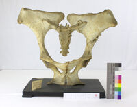 Collezione di Anatomia Patologica e Teratologia Veterinaria