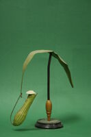 Modello di trappola (famiglia Nepenthaceae)