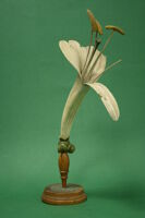 Modello di fiore (famiglia Caprifoliaceae)