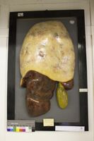 Collezione di Anatomia Patologica e Teratologia Veterinaria