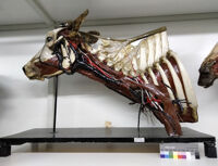 Collezione di Anatomia degli Animali Domestici