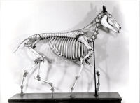 Collezione di Anatomia degli Animali Domestici