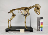 Collezione di Anatomia degli Animali Domestici