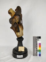 Collezione di Anatomia degli Animali Domestici