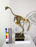 Collezione di Anatomia Patologica e Teratologia Veterinaria