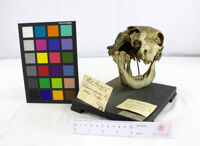 Collezione di Anatomia Patologica e Teratologia Veterinaria