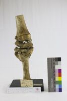 Collezione di Anatomia Patologica e Teratologia Veterinaria