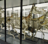 Collezione di Anatomia degli Animali Domestici