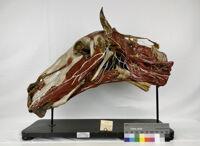 Collezione di Anatomia degli Animali Domestici