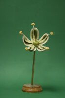 Modello di fiore (famiglia Chenopodiaceae)