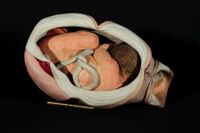 modello di utero