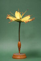 Modello di fiore (famiglia Ipericaceae)