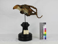 Collezione di Anatomia degli Animali Domestici