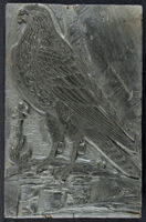 Uccelli - Falco Rubrijs alijs Indicus