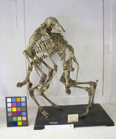 Collezione di Anatomia Patologica e Teratologia Veterinaria