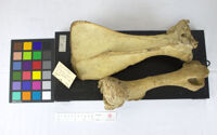 Collezione di Anatomia Patologica e Teratologia Veterinaria