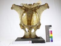 Collezione di Anatomia Patologica e Teratologia Veterinaria