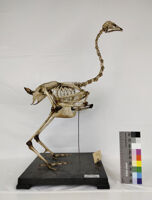 Collezione di Anatomia degli Animali Domestici