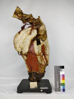 Collezione di Anatomia degli Animali Domestici