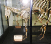 Collezione di Anatomia degli Animali Domestici