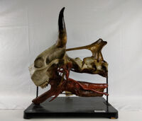 Collezione di Anatomia degli Animali Domestici