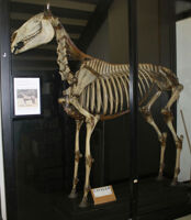 Collezione di Anatomia degli Animali Domestici