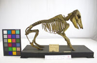 Collezione di Anatomia Patologica e Teratologia Veterinaria