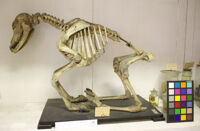 Collezione di Anatomia Patologica e Teratologia Veterinaria