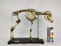 Collezione di Anatomia degli Animali Domestici