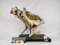 Collezione di Anatomia degli Animali Domestici