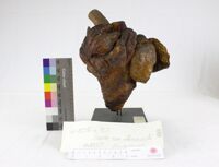 Collezione di Anatomia Patologica e Teratologia Veterinaria