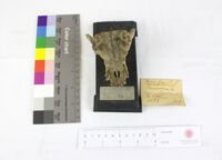 Collezione di Anatomia Patologica e Teratologia Veterinaria