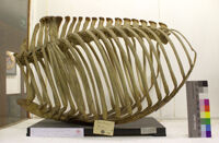 Collezione di Anatomia Patologica e Teratologia Veterinaria