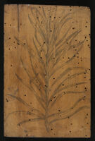 Botanica - Iva moschata folio Ramni secundi, Artemisiae marinae Lobellij similis
