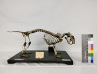 Collezione di Anatomia degli Animali Domestici