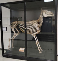 Collezione di Anatomia degli Animali Domestici