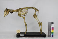 Collezione di Anatomia degli Animali Domestici