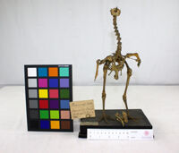 Collezione di Anatomia Patologica e Teratologia Veterinaria