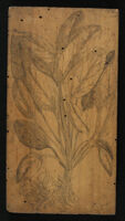 Botanica - Valeriana folio betae, Phu alpinum