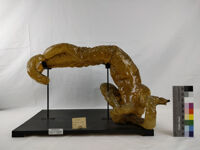 Collezione di Anatomia degli Animali Domestici