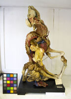 Collezione di Anatomia Patologica e Teratologia Veterinaria