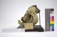 Collezione di Anatomia Patologica e Teratologia Veterinaria