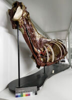 Collezione di Anatomia degli Animali Domestici