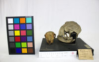 Collezione di Anatomia Patologica e Teratologia Veterinaria